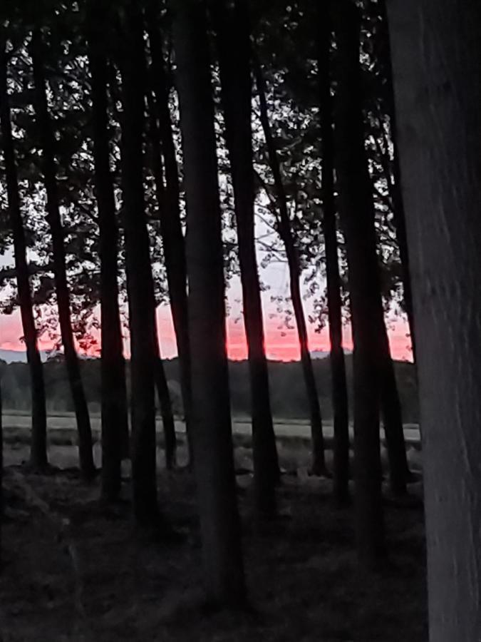 Bonita Cabana De Los Arboles En La Rioja , Durmiendo Entre Arboles Anguciana Dış mekan fotoğraf